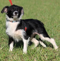 Domino - Photo 3