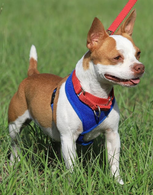 MEAT LOAF - Boston Terrier available for adoption
