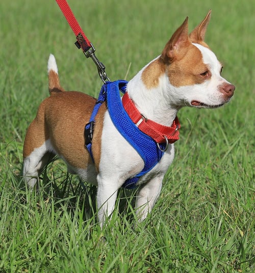 MEAT LOAF - Boston Terrier available for adoption