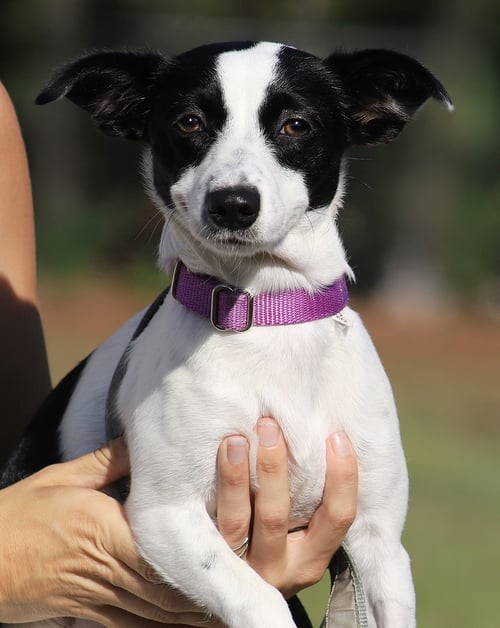 SHELLY - Chihuahua available for adoption