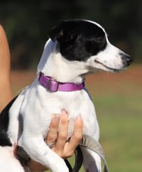 Shelly - Photo 2