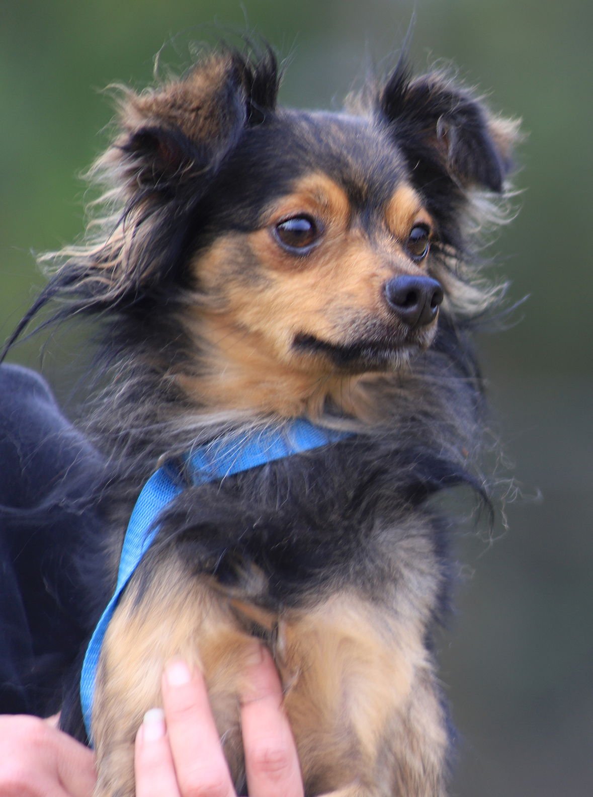 WYATT - Pomeranian / Chihuahua available for adoption