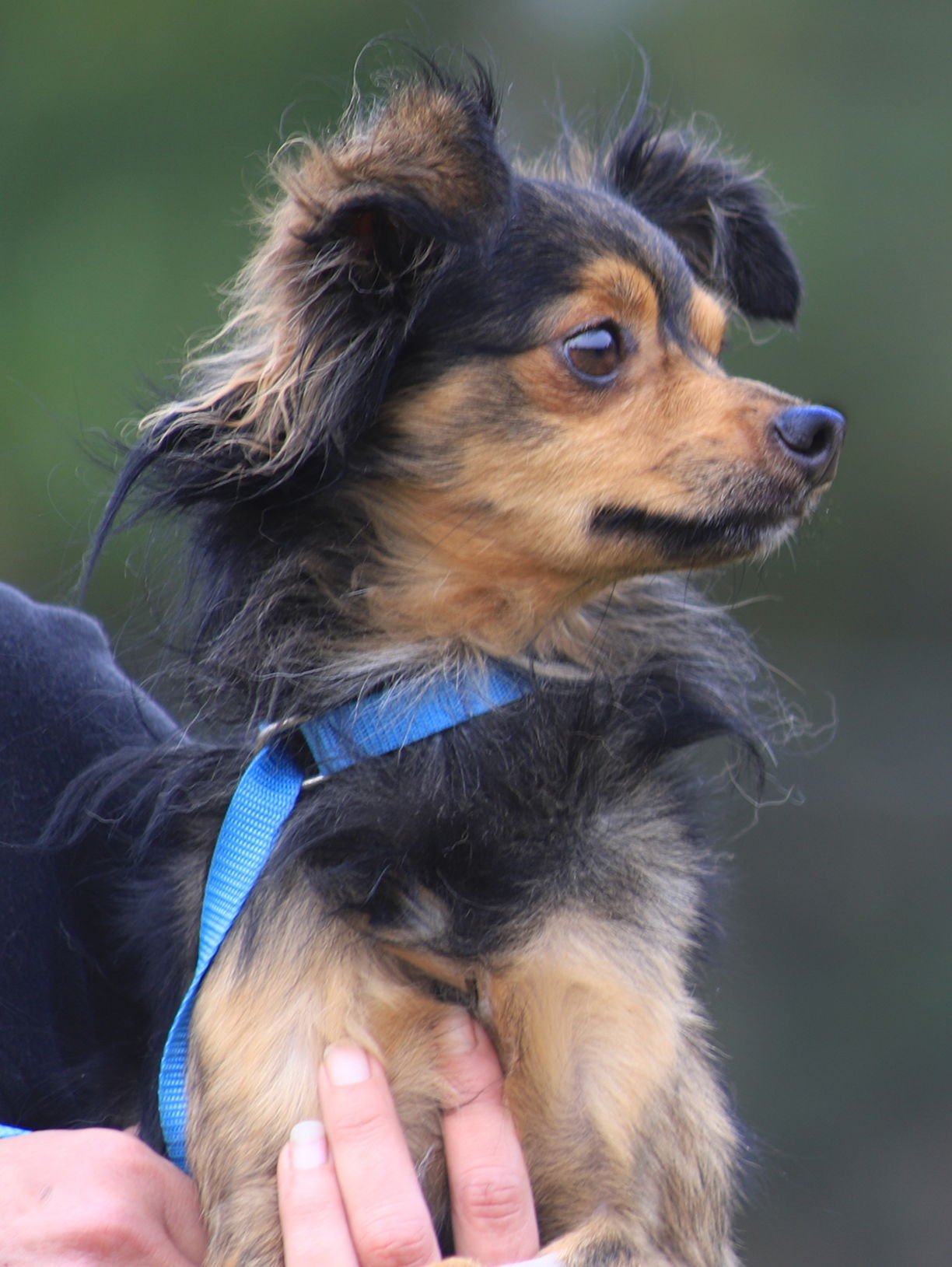 WYATT - Pomeranian / Chihuahua available for adoption