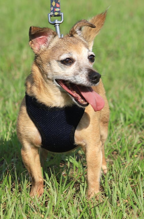 BENTLEY - Chihuahua available for adoption