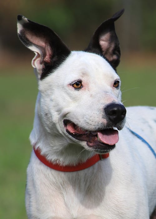 THYME -  HOLD FOR HW TREATMENT - Hound available for adoption