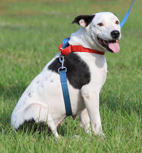 THYME -  HOLD FOR HW TREATMENT - Hound available for adoption