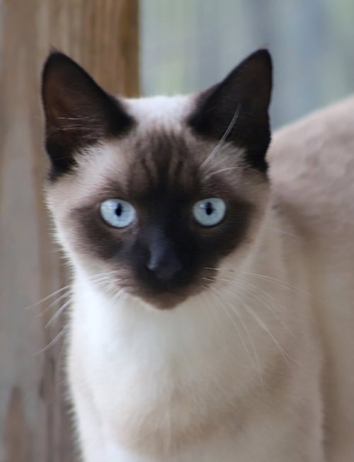 UNO - Siamese available for adoption
