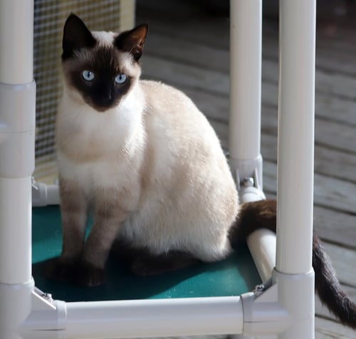 UNO - Siamese available for adoption
