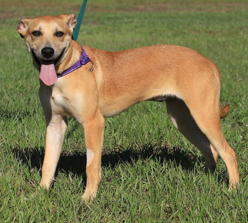 AMBROSIUS - Labrador Retriever / Black Mouth Cur available for adoption
