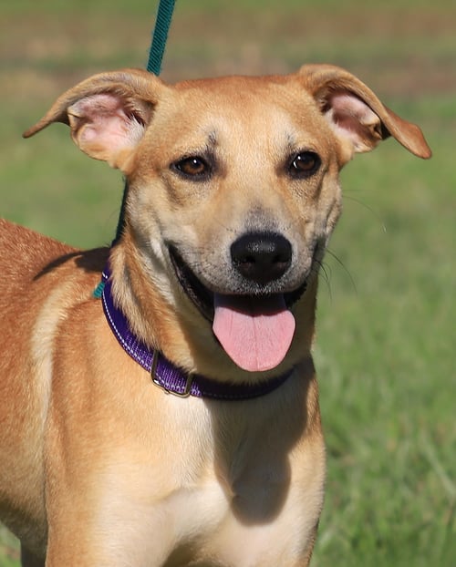 AMBROSIUS - Labrador Retriever / Black Mouth Cur available for adoption