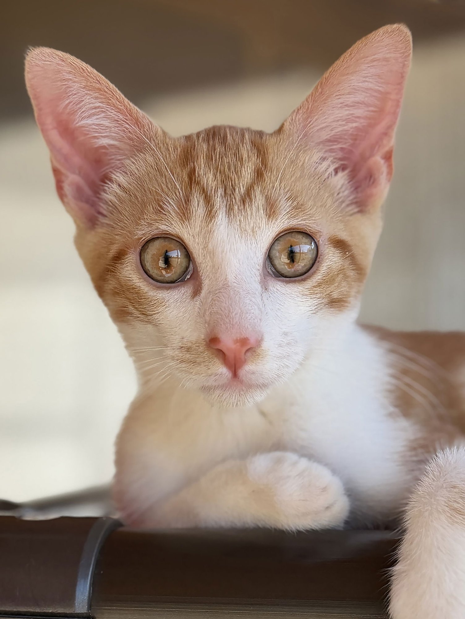 SWEET POTATO - Domestic Short Hair available for adoption