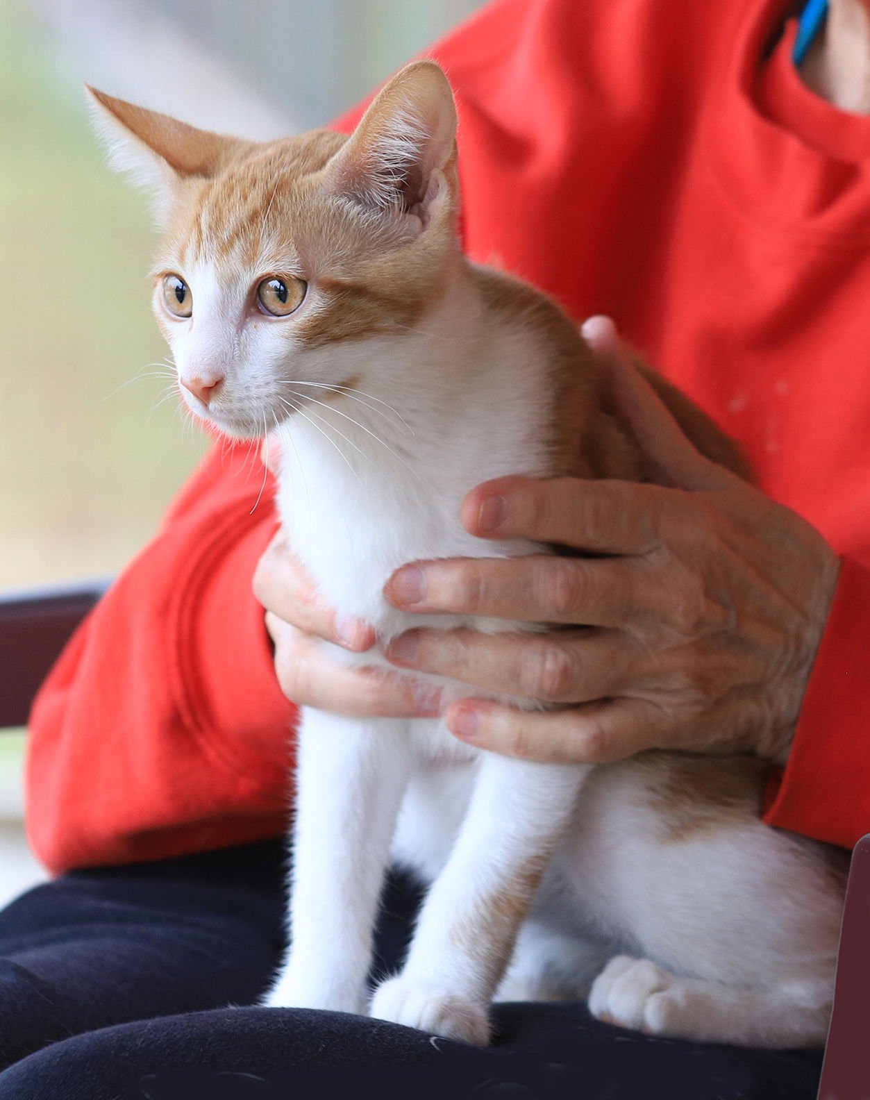 SWEET POTATO - Domestic Short Hair available for adoption
