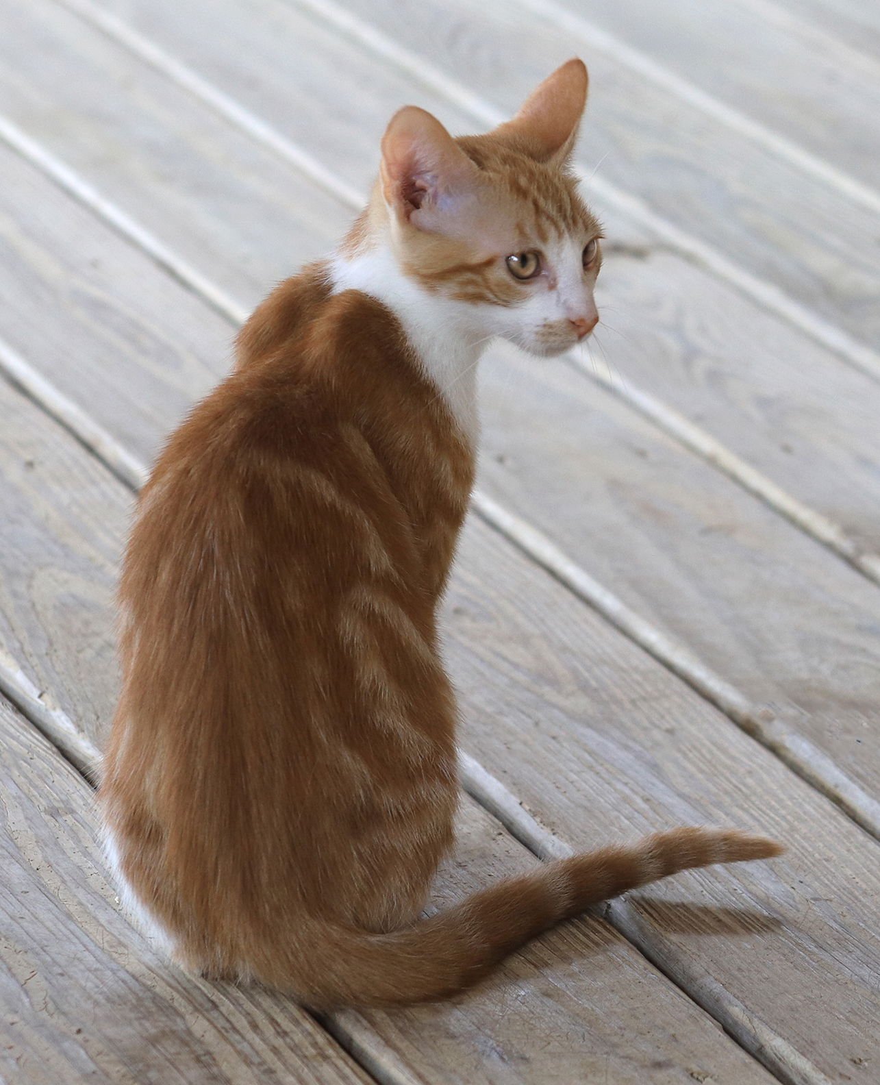 Sweet Potato - Photo 3