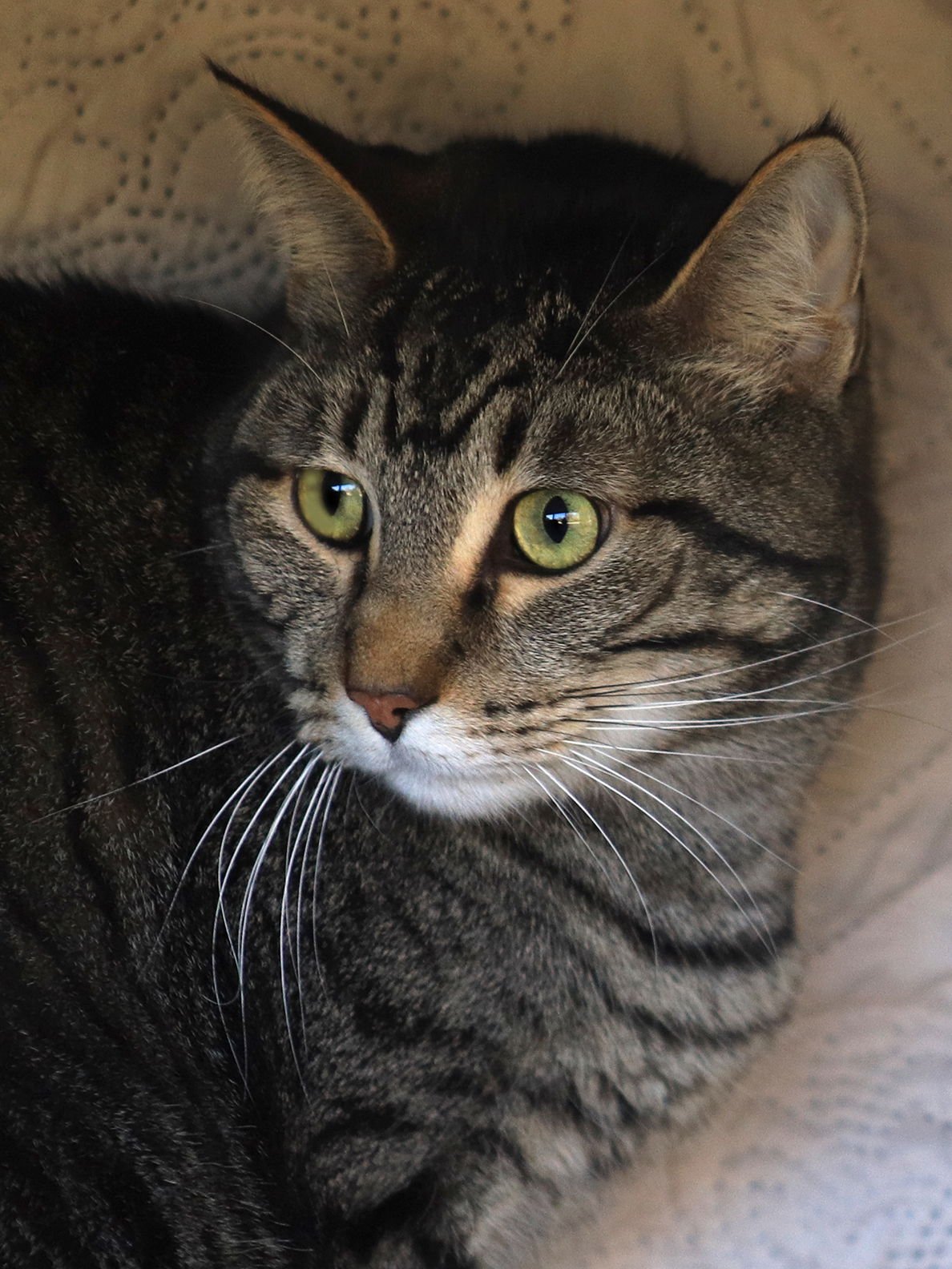 TINKER - CSC - Domestic Short Hair available for adoption