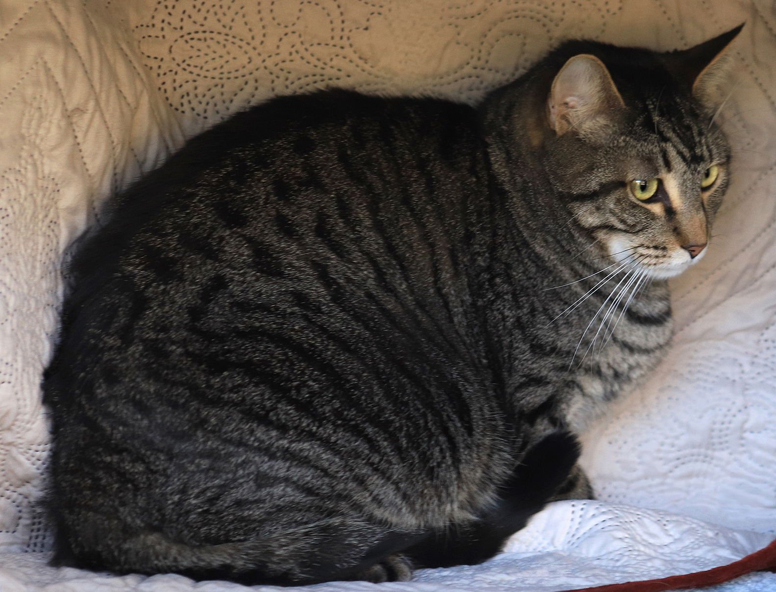 TINKER - CSC - Domestic Short Hair available for adoption