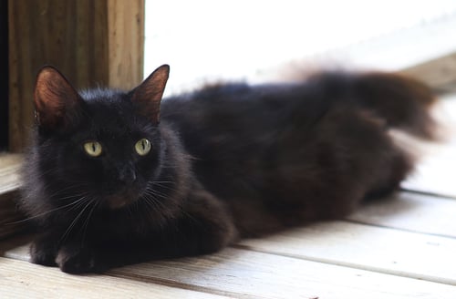 MARGARITA - Domestic Short Hair available for adoption
