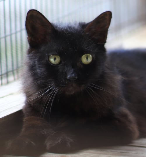 MARGARITA - Domestic Short Hair available for adoption
