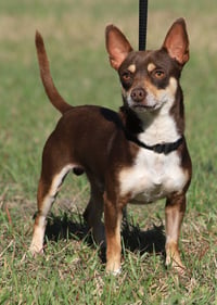 Uno (heartworm treatment) - Photo 1