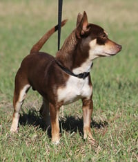 Uno (heartworm treatment) - Photo 2