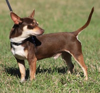Uno (heartworm treatment) - Photo 3