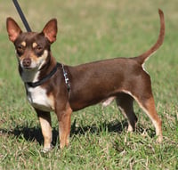 Uno (heartworm treatment) - Photo 4