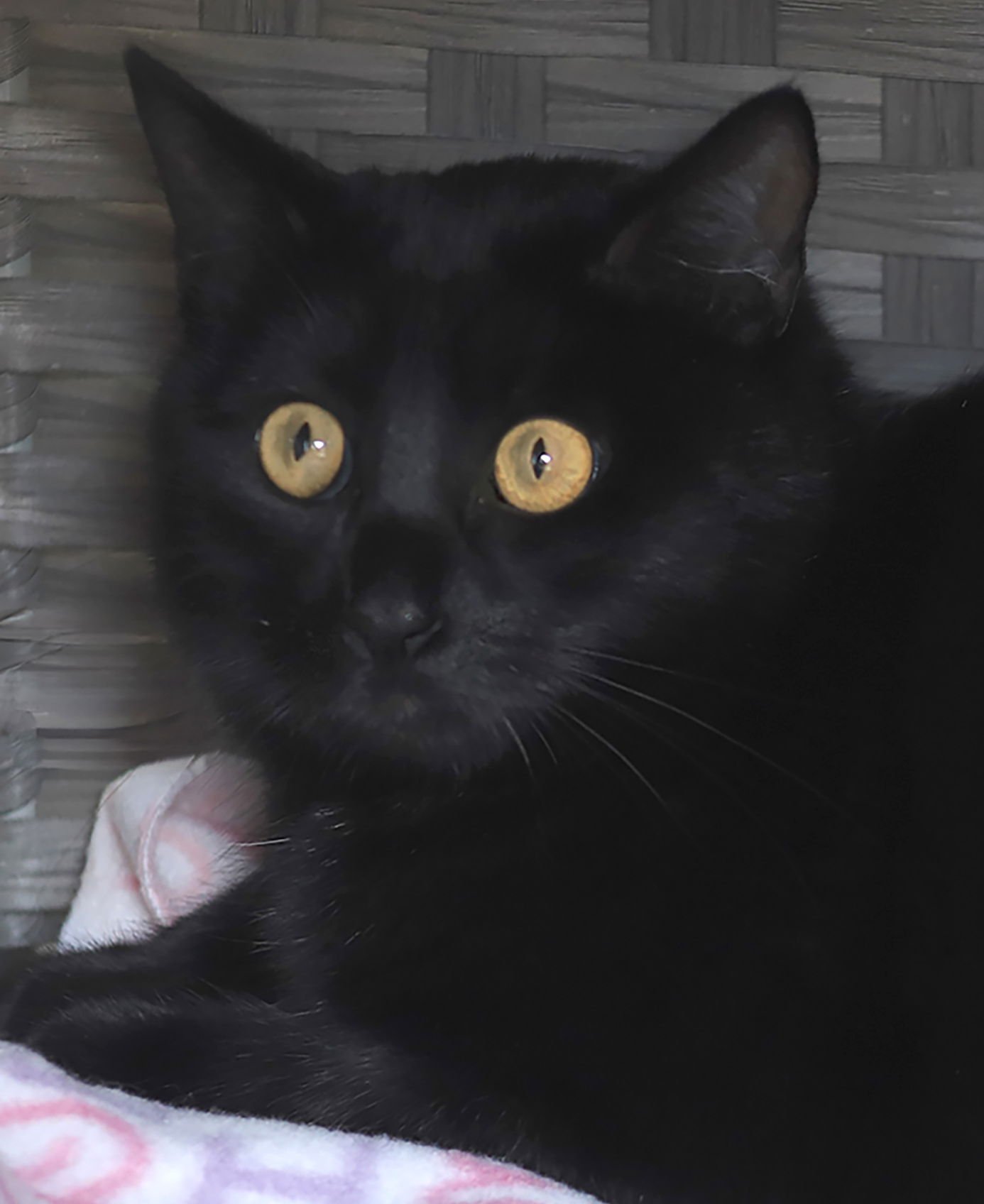 MORTICA - Domestic Short Hair available for adoption