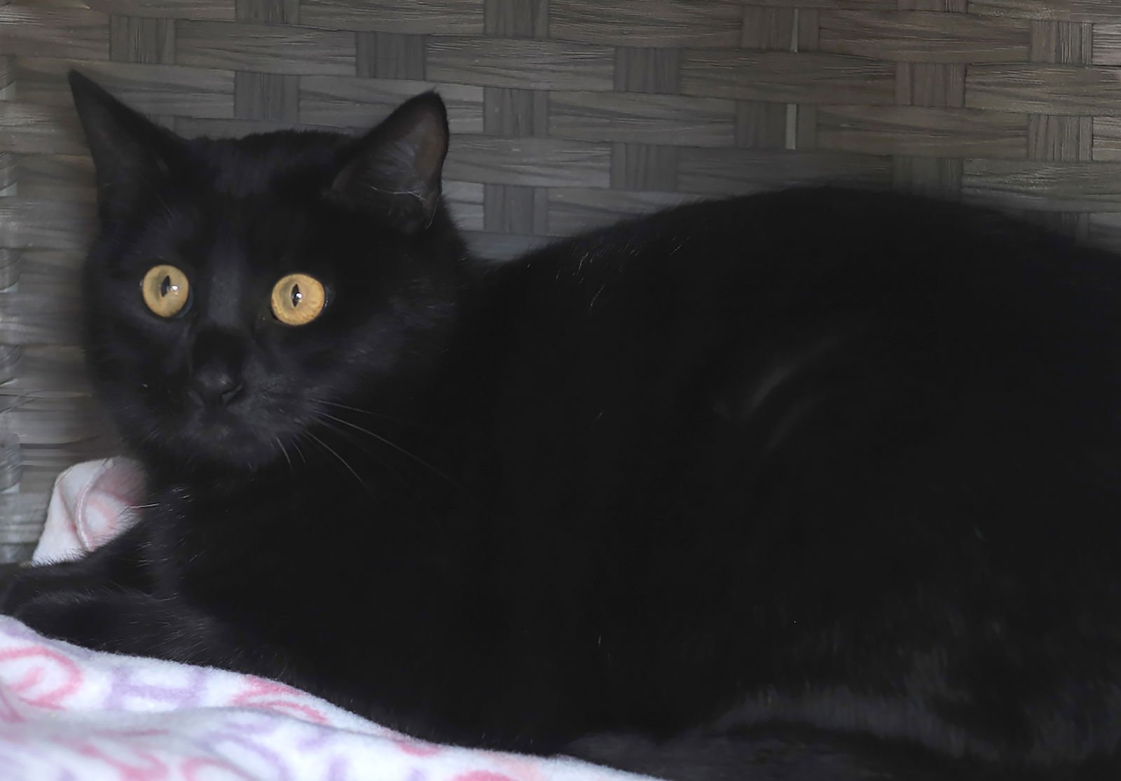 MORTICA - Domestic Short Hair available for adoption