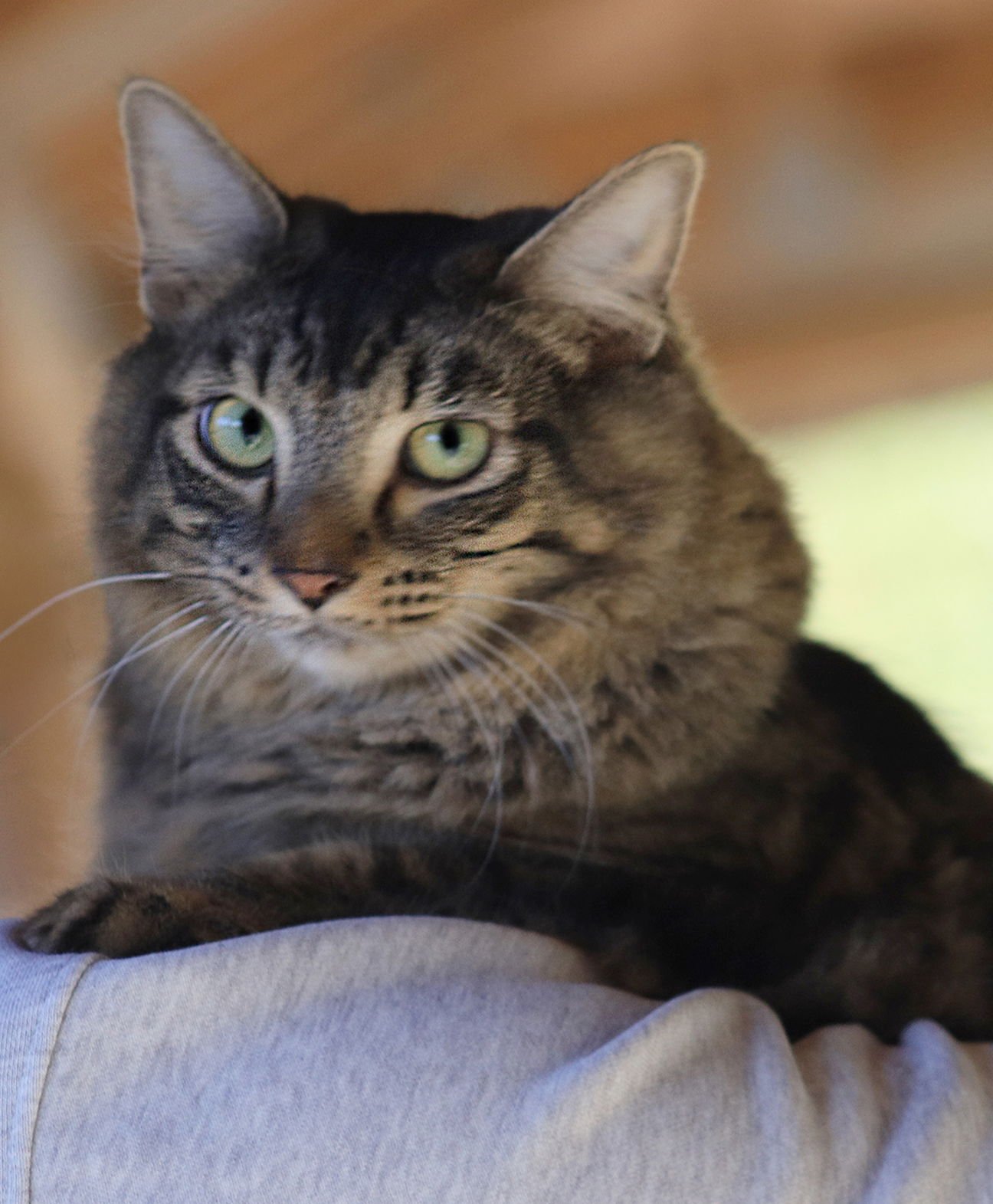 ALICE - Domestic Medium Hair available for adoption