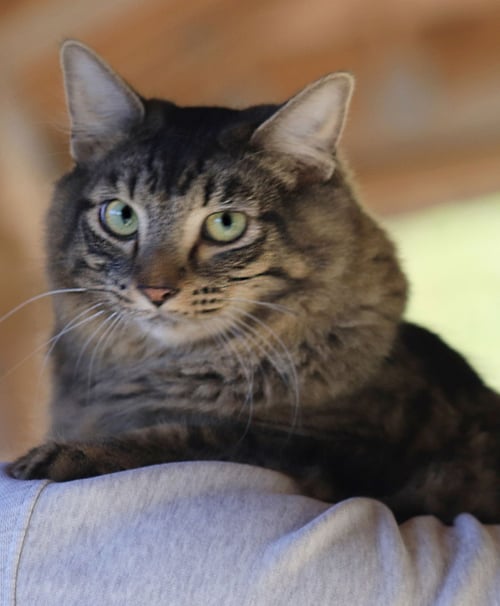 ALICE - Domestic Medium Hair available for adoption