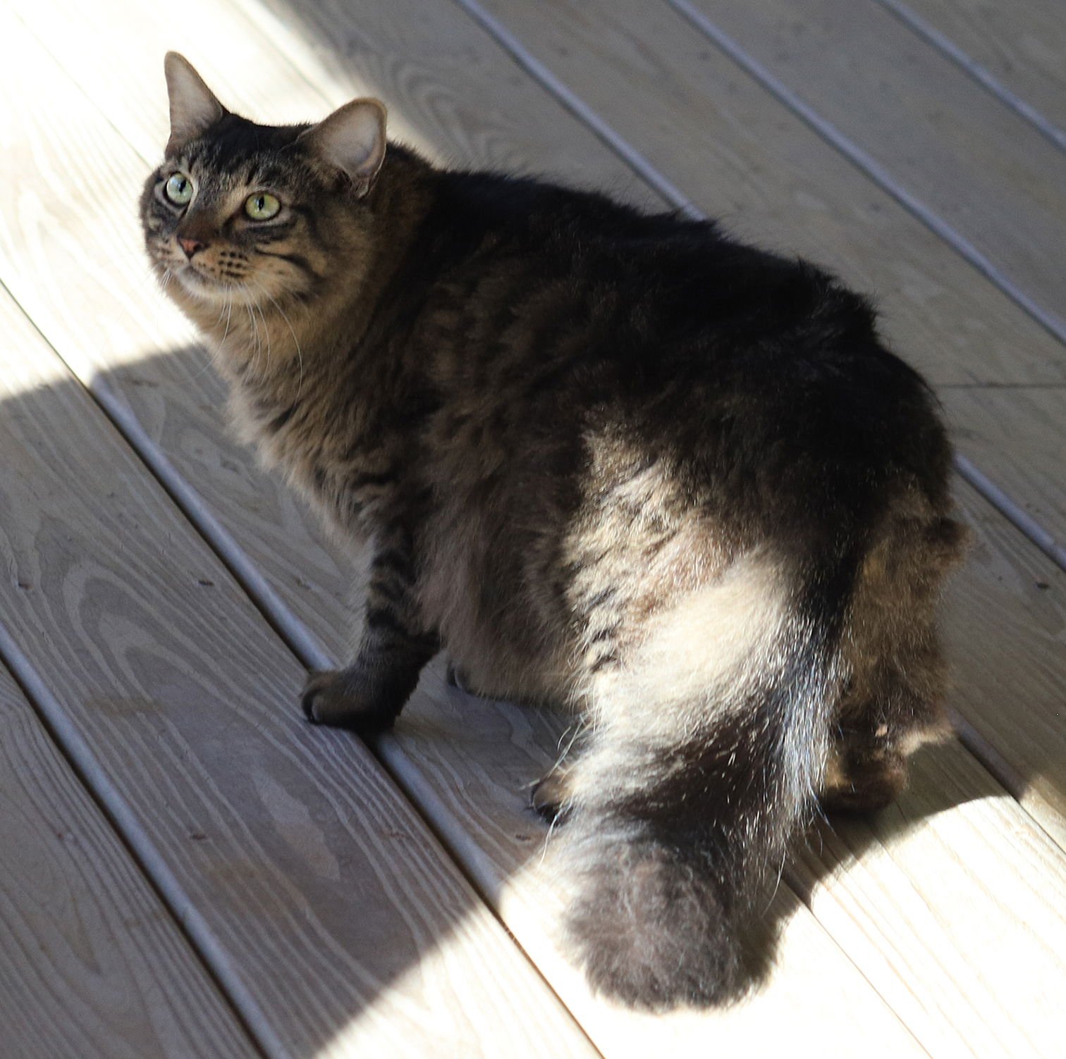 ALICE - Domestic Medium Hair available for adoption