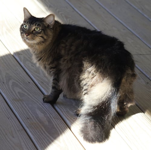 ALICE - Domestic Medium Hair available for adoption