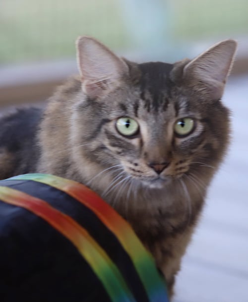 ALICE - Domestic Medium Hair available for adoption