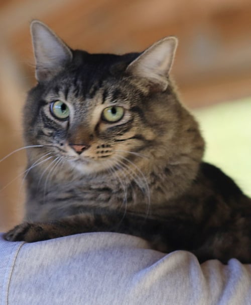 ALICE - Domestic Medium Hair available for adoption