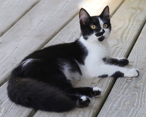 CRYSTAL - Domestic Medium Hair available for adoption