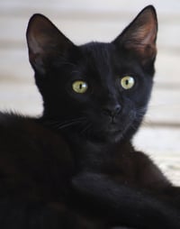 Gilligan - Photo 1