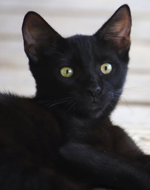 GILLIGAN - Domestic Short Hair available for adoption