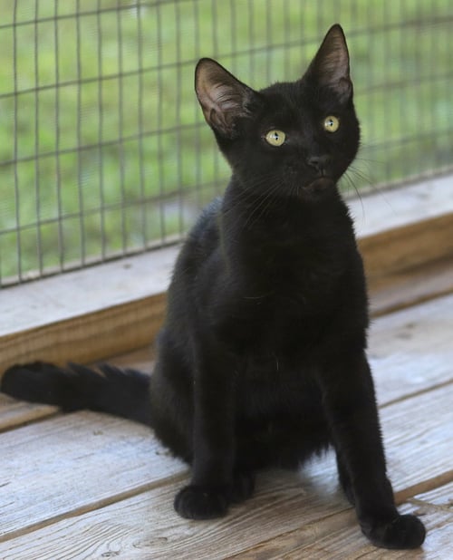 GILLIGAN - Domestic Short Hair available for adoption