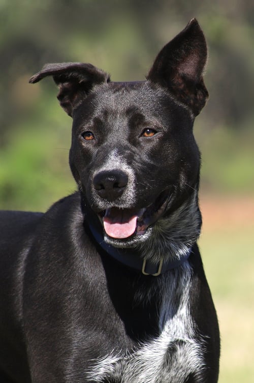 KOBE - Black Mouth Cur available for adoption