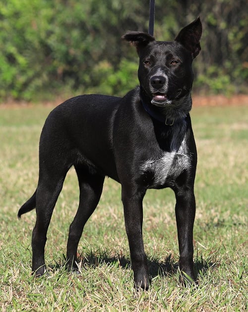 KOBE - Black Mouth Cur available for adoption