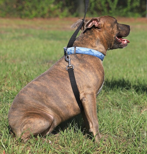 JOY - Hound available for adoption