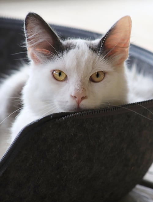 DOS - Domestic Medium Hair available for adoption