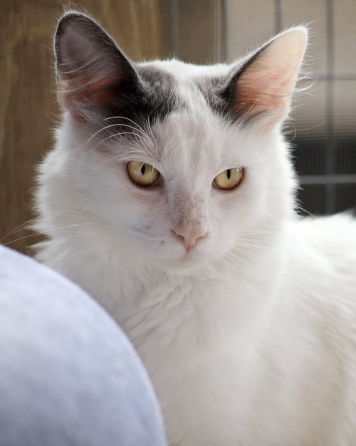 DOS - Domestic Medium Hair available for adoption