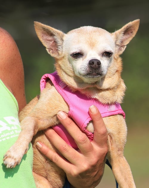 BLANCHE - Chihuahua available for adoption