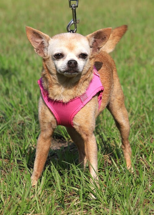 BLANCHE - Chihuahua available for adoption