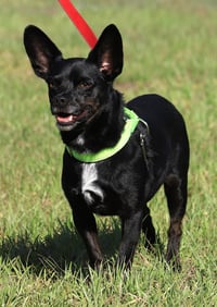 Jasper - Photo 1
