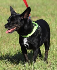 Jasper - Photo 2