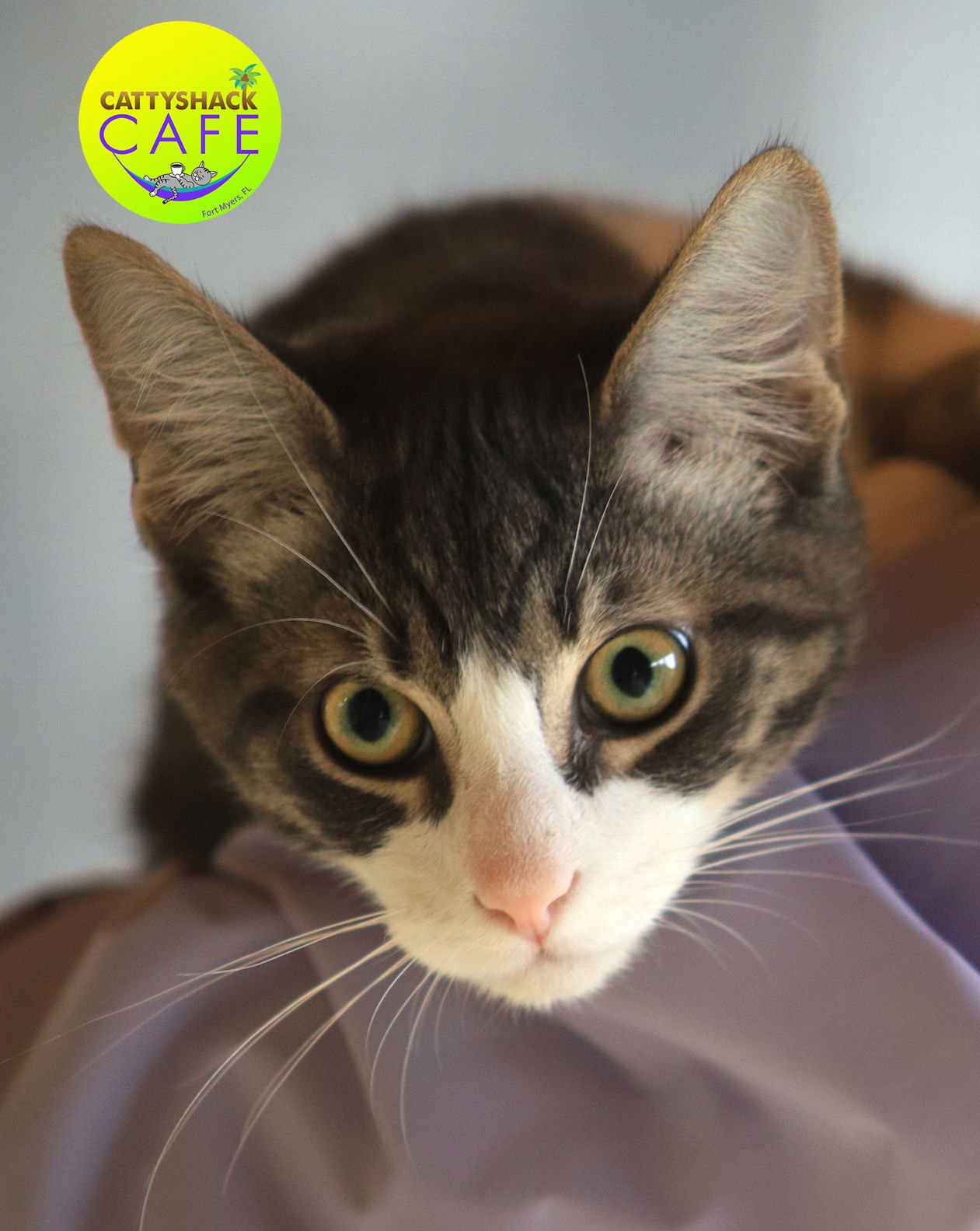 TOCK - CSC - Domestic Short Hair available for adoption