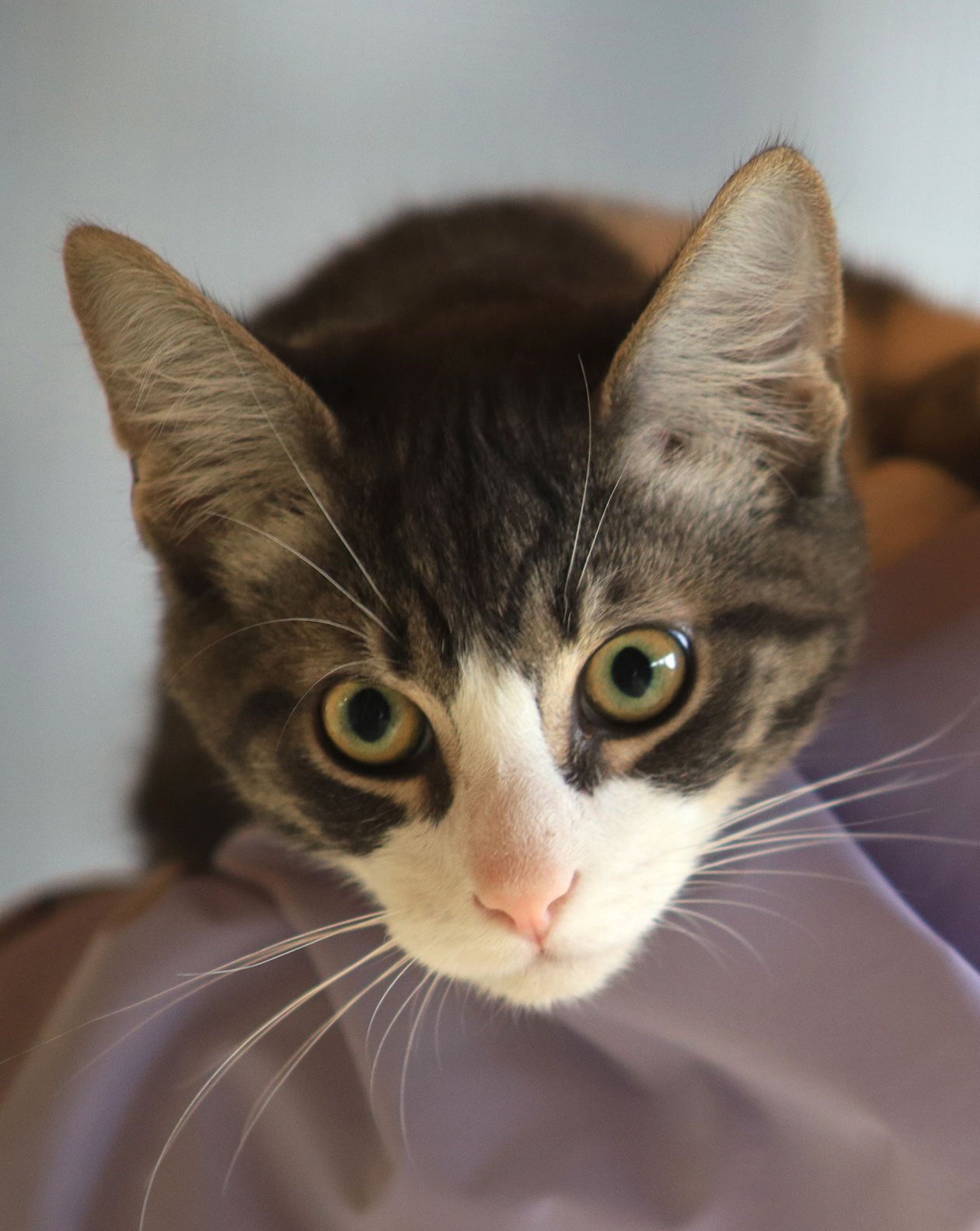 TOCK - CSC - Domestic Short Hair available for adoption