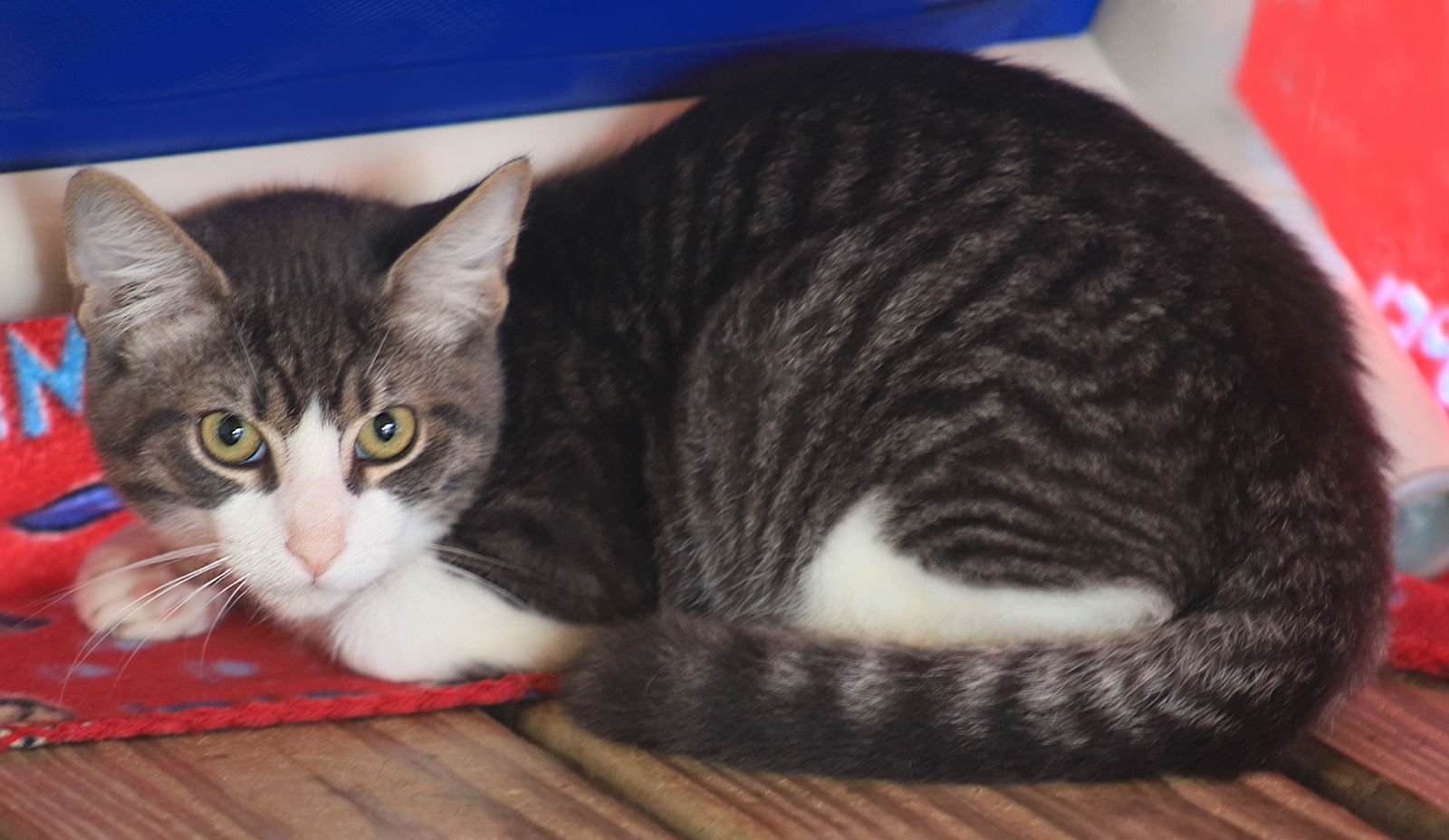 Tock - CSC - Photo 3