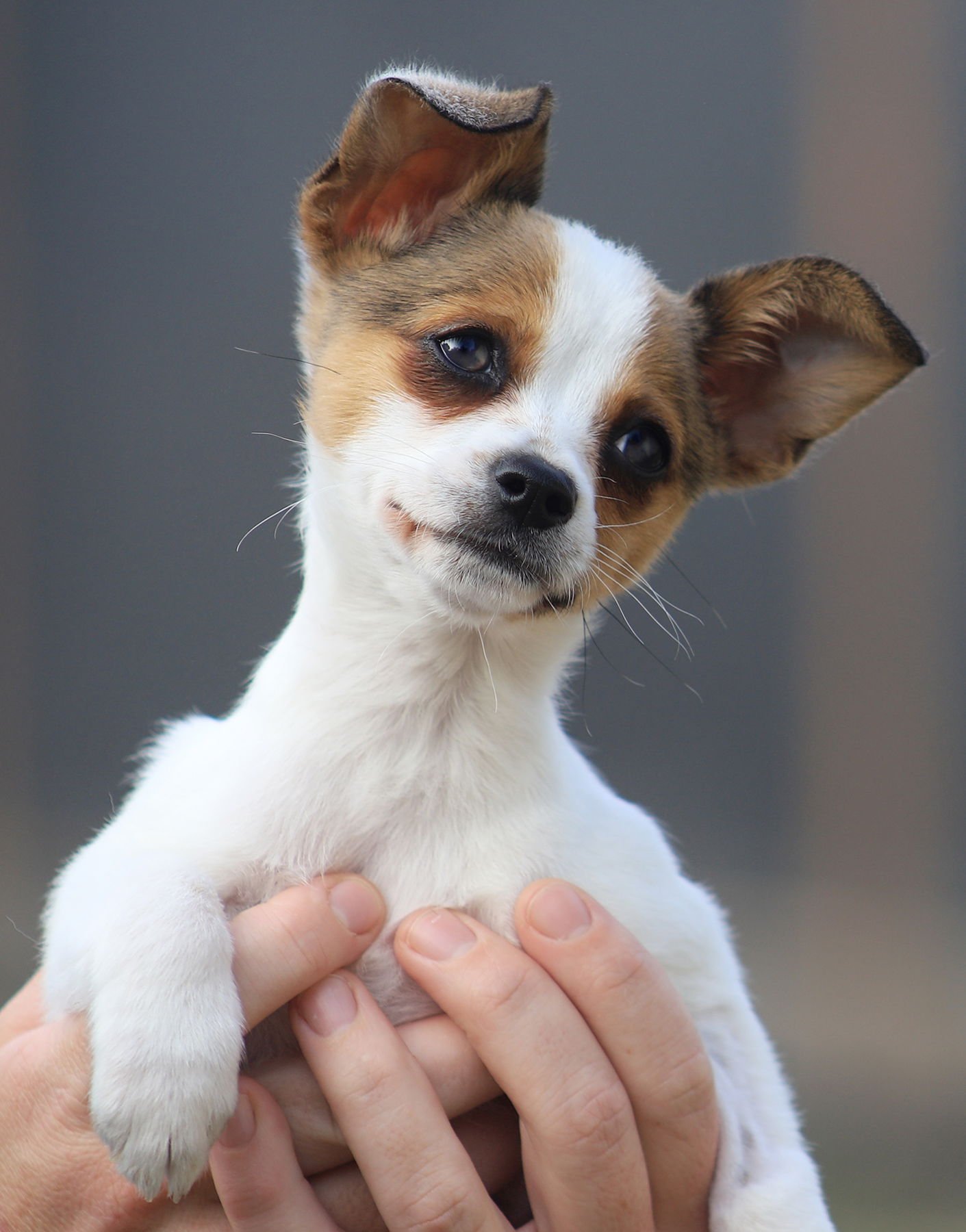 MISTY - Chihuahua available for adoption